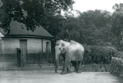 Syed Ali training Indiarani, while other staff and keepers look on, London Zoo, June 1922 by Frederick William Bond